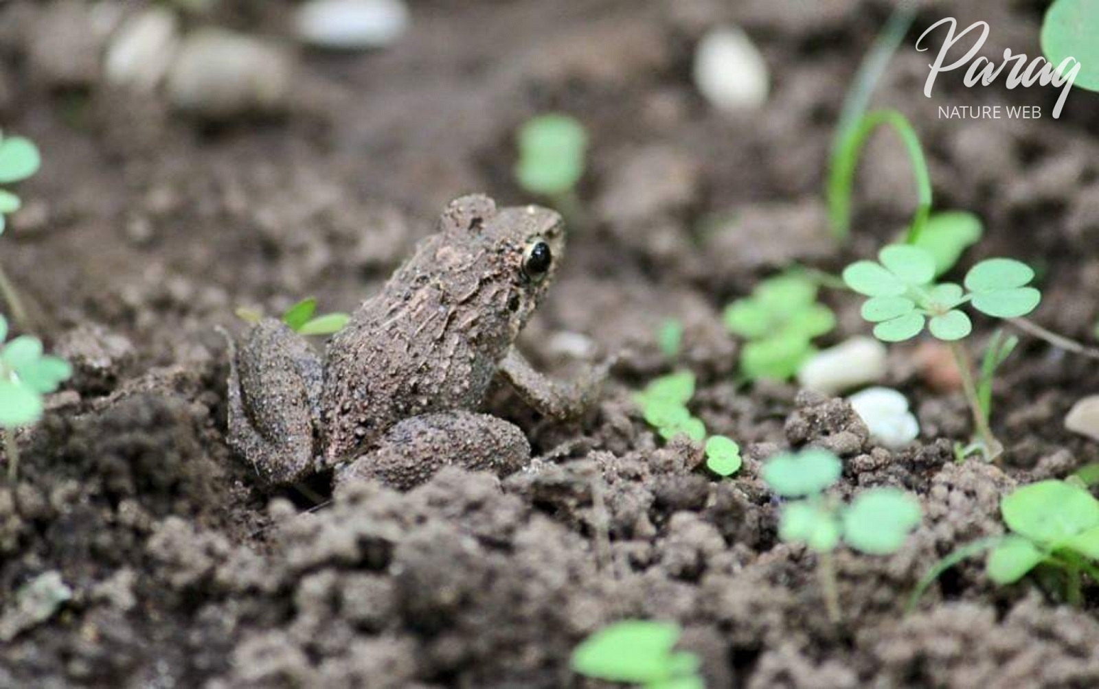 Asian Grass Frog